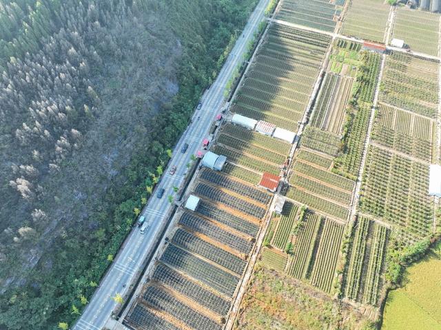 农业
田园
秋色
特色种植