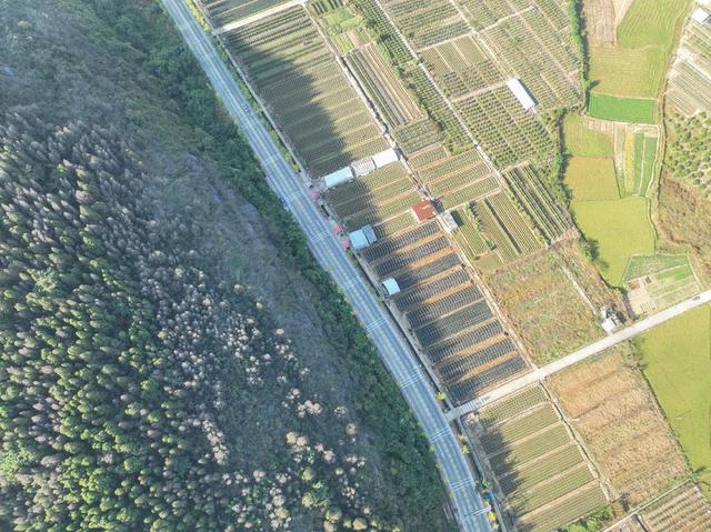 农业
田园
秋色
特色种植
