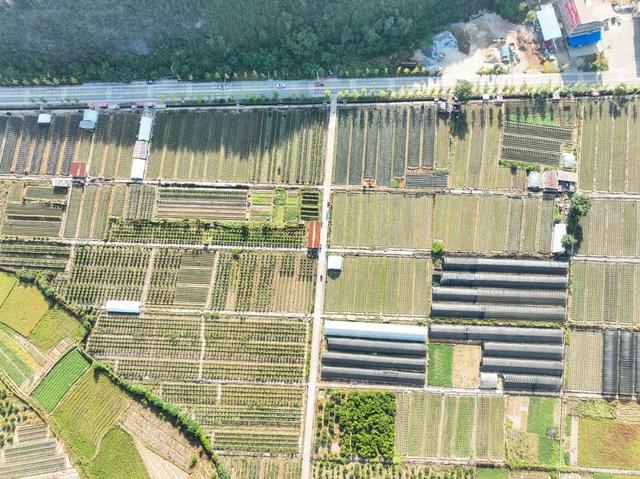 农业
田园
秋色
特色种植