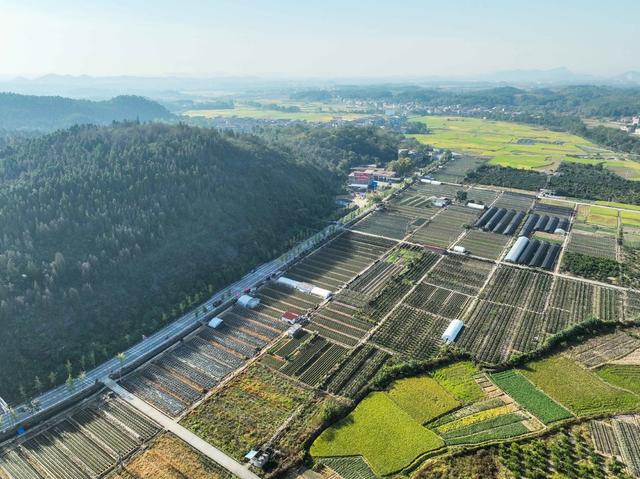 农业
田园
秋色
特色种植