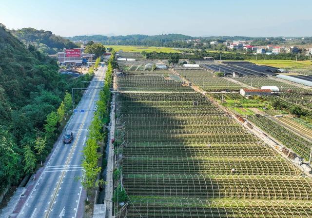 农业
田园
秋色
特色种植