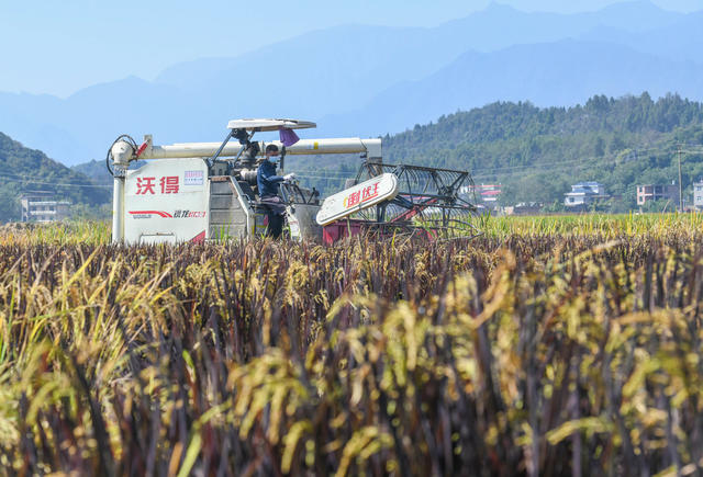 晚稻
紫稻
功能稻
收获
金秋