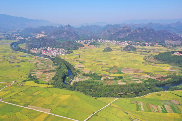 晚稻 收割 景美