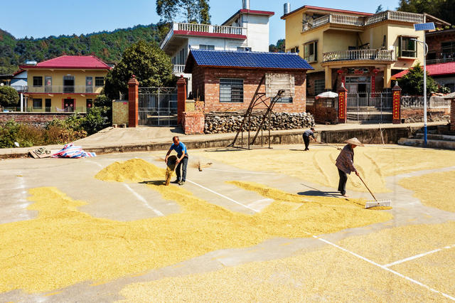 粮食生产  晚稻收割