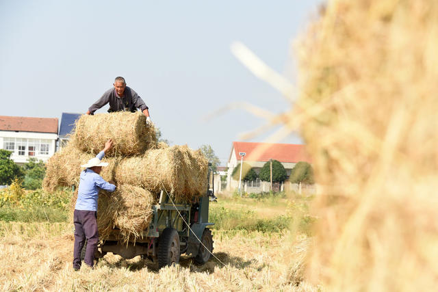 生态环境  水稻生产  秸秆利用   稻草打捆    离田利用   