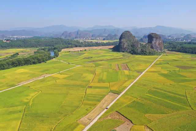 晚稻 收割 景美