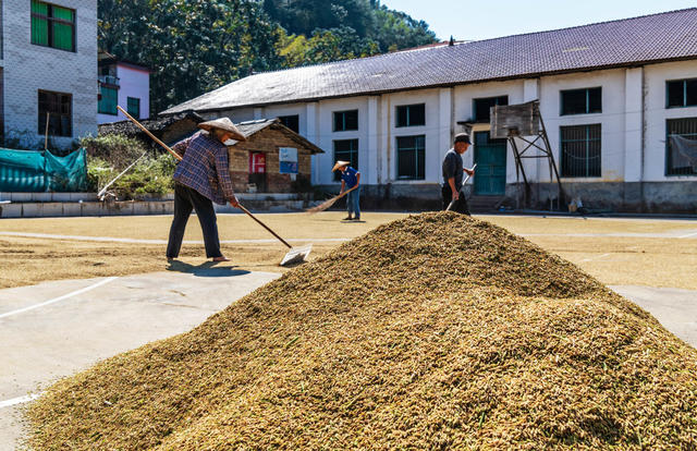 粮食生产  晚稻收割
