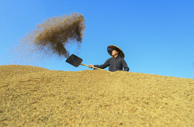 金秋 晚稻 稻谷 秋粮 收获 丰收 粮食