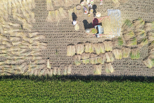 晚稻 收割 景美