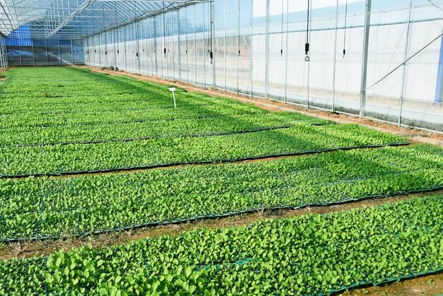  冬种  油菜  增收