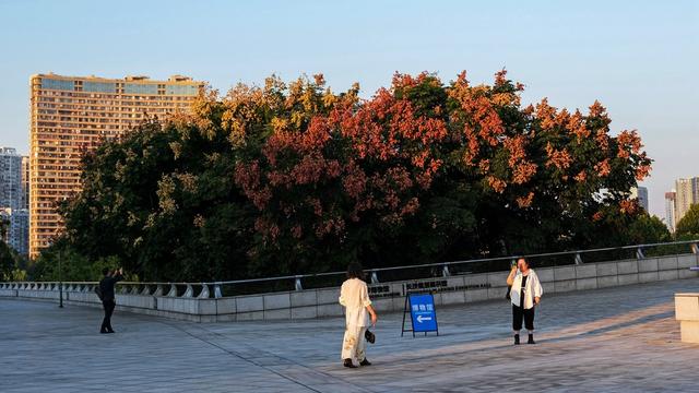 秋色，银杏，北辰三角洲，栾树