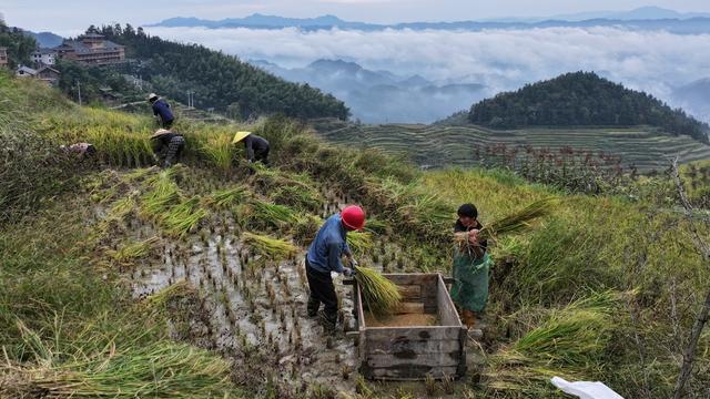 秋收 紫鹊界 紫鹊界梯田 梯田 传统文化 