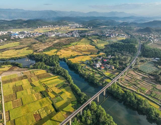 金秋  田园  晚稻  秋收  农业  道县