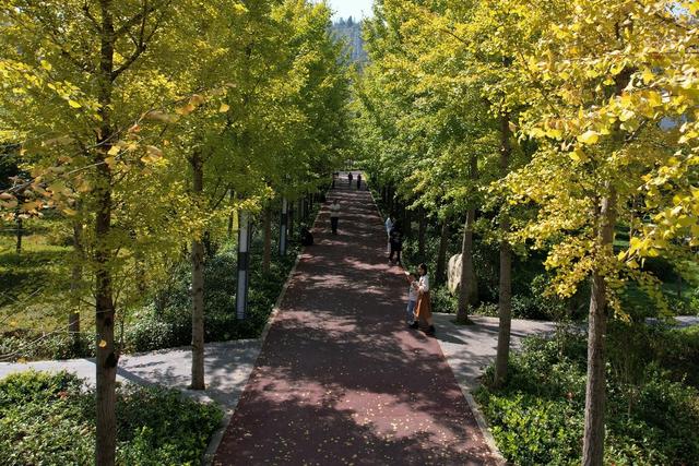 土家族 湘西 苗族 吉首 市民 世纪 银杏 美景 风景 街道 大道 美丽 赏杏