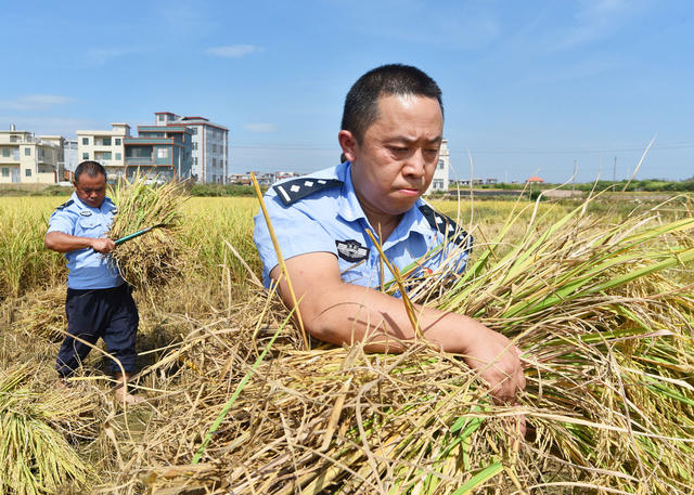 秋收季  助农忙