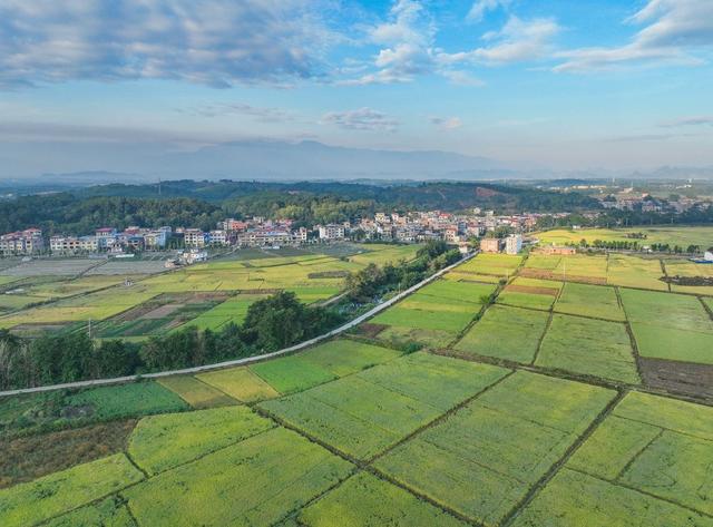 金秋  田园  晚稻  秋收  农业  道县