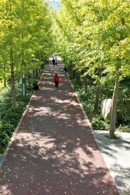 土家族 湘西 苗族 吉首 市民 世纪 银杏 美景 风景 街道 大道 美丽 赏杏