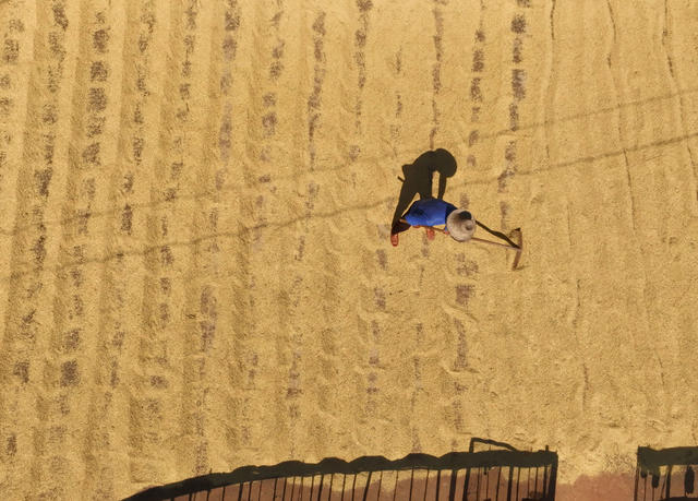 晚稻 开镰 衡山 白果 高标准 永久基本农田 双季稻