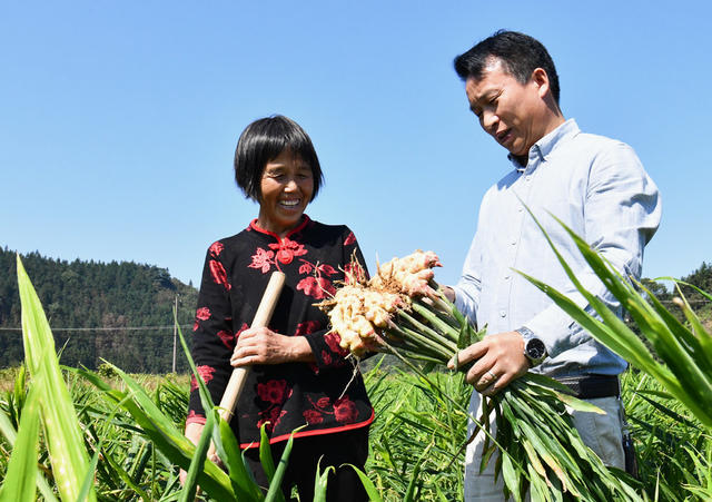乡村振兴 村集体经济 农民致富 特色产业 生姜 丰收