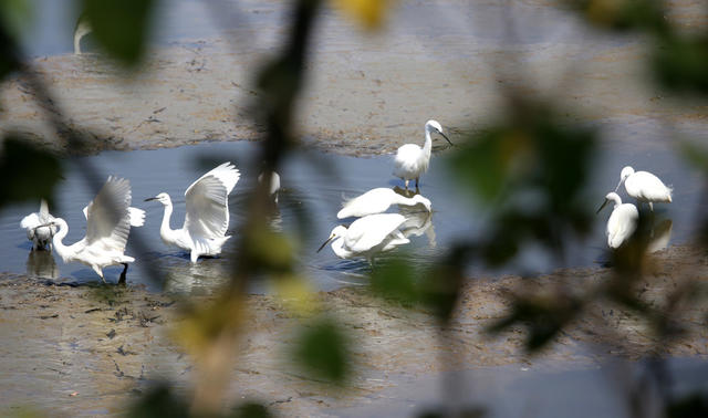 湖南 长沙 白鹭 生态