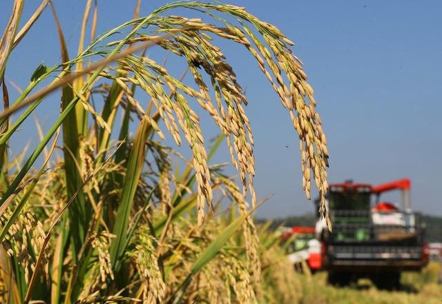 晚稻 开镰 衡山 白果 高标准 永久基本农田 双季稻