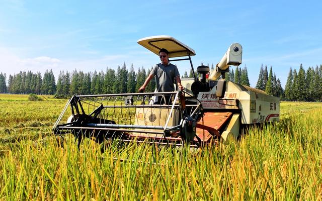 衡阳  常宁 晚稻  收割