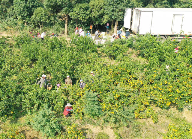 农业  种植业  丘岗地区  柑橘  丰收季   增收产业