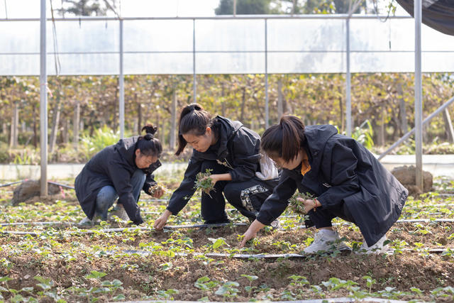 中青年干部培训班 学员 助农 实践