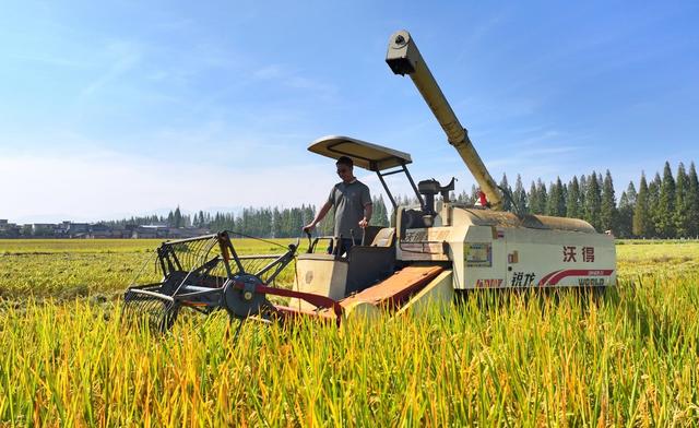 衡阳  常宁 晚稻  收割