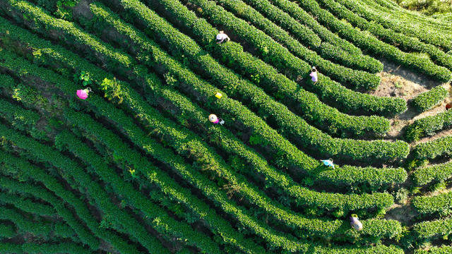 采茶、秋天、生态保护、茶叶、农业
