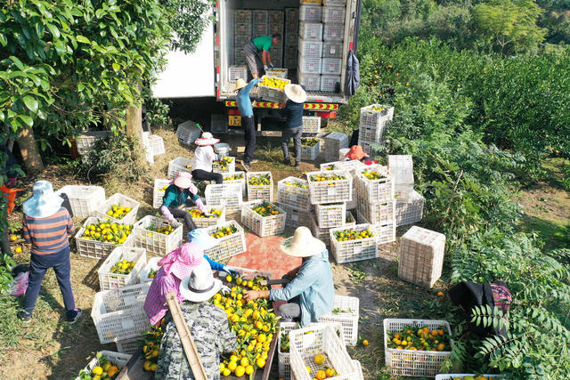农业  种植业  丘岗地区  柑橘  丰收季   增收产业