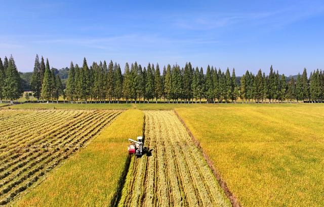 衡阳  常宁 晚稻  收割