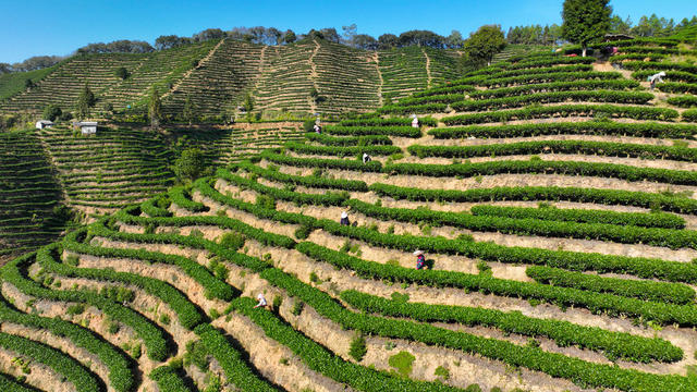 采茶、秋天、生态保护、茶叶、农业