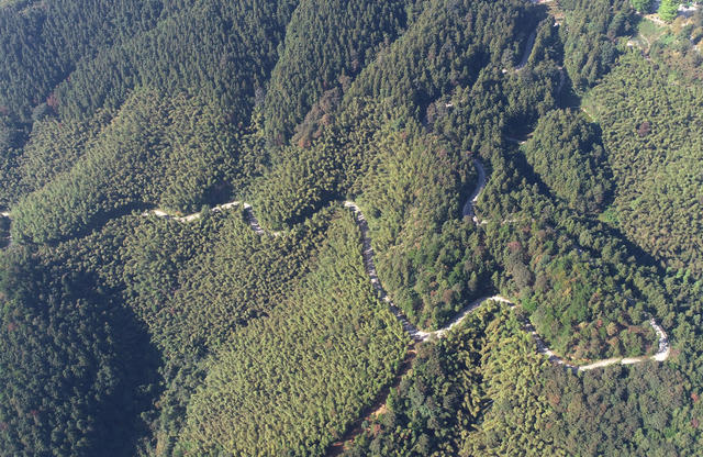 森林  林场  旅游  基础设施  交通  乡村振兴  乡村旅游  就业 生态环境