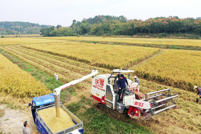 农业  高标准农田  粮食生产  晚稻  收获季   收割机