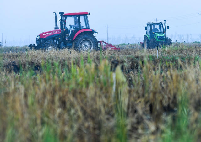 秋冬生产
农业
秋种
蔬菜
