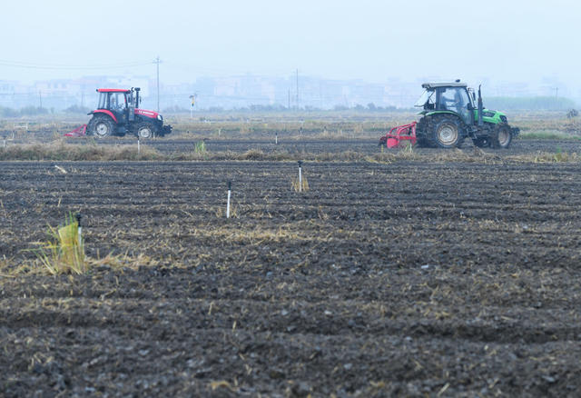 秋冬生产
农业
秋种
蔬菜
