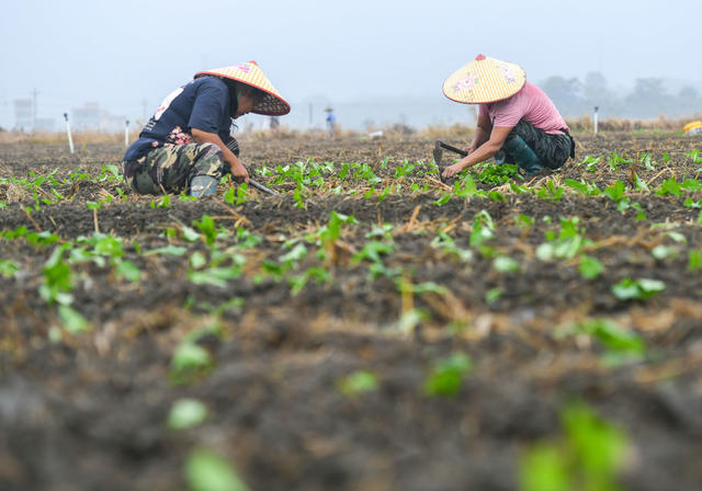 秋冬生产
农业
秋种
蔬菜
