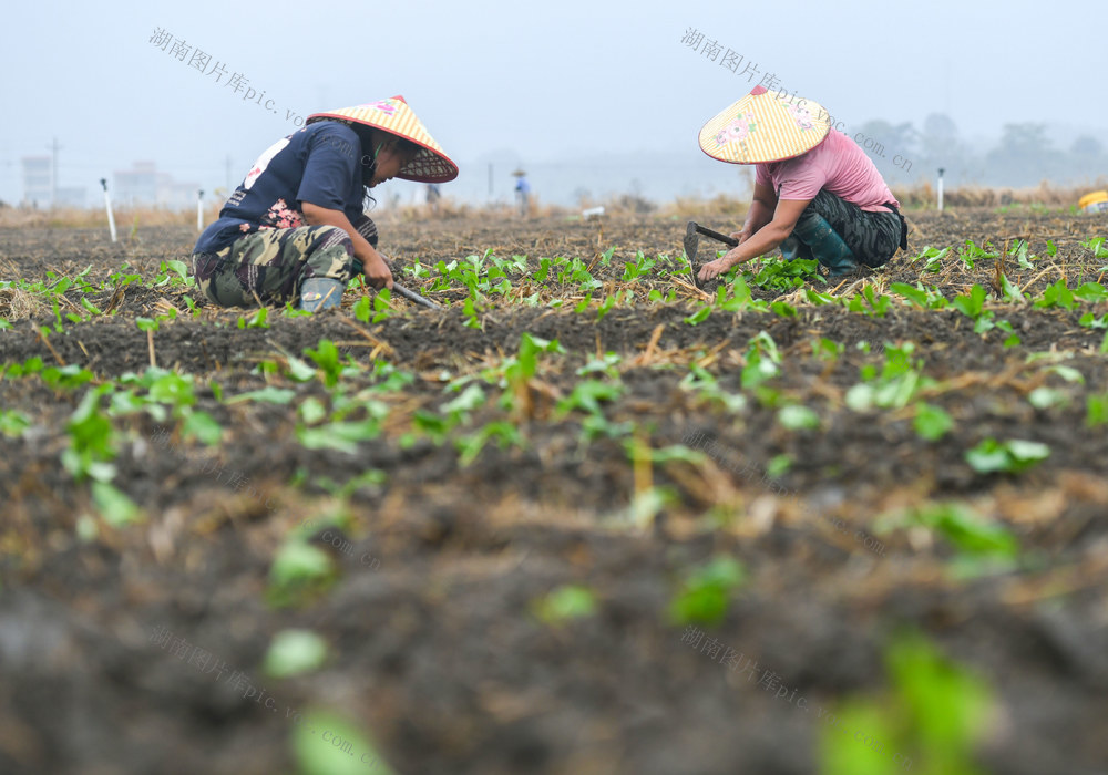 秋冬生产
农业
秋种
蔬菜
