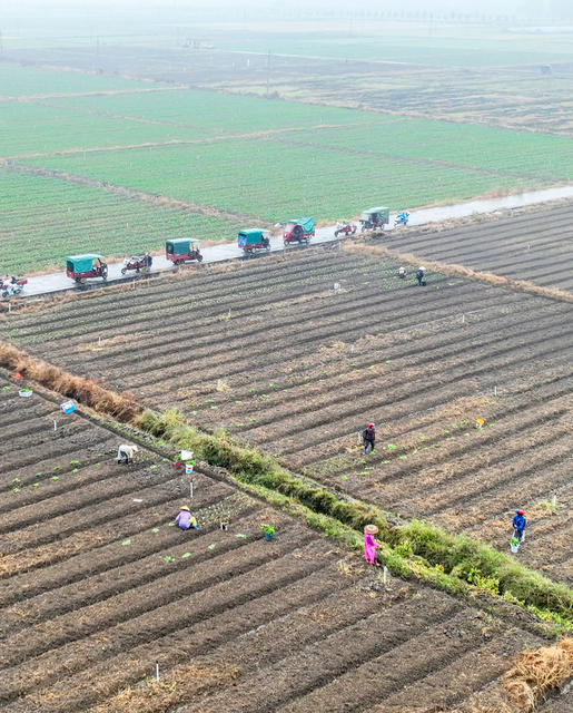 秋冬生产
农业
秋种
蔬菜
