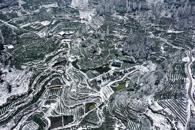 土家族 湘西 无人机 苗族 保靖 飞阅 吉首 黄金 茶园 黄金茶 线条 国茶 大雪 俯瞰 雪景 美妙 画卷