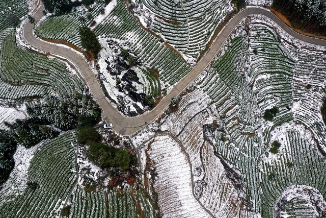 土家族 湘西 无人机 苗族 保靖 飞阅 吉首 黄金 茶园 黄金茶 线条 国茶 大雪 俯瞰 雪景 美妙 画卷
