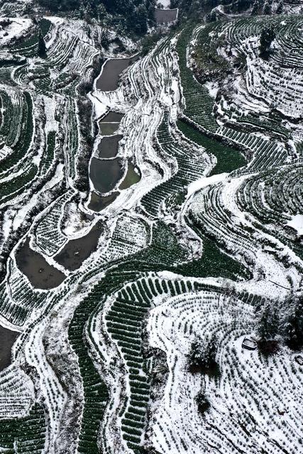 土家族 湘西 无人机 苗族 保靖 飞阅 吉首 黄金 茶园 黄金茶 线条 国茶 大雪 俯瞰 雪景 美妙 画卷