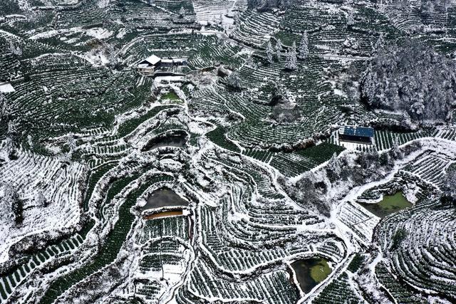 土家族 湘西 无人机 苗族 保靖 飞阅 吉首 黄金 茶园 黄金茶 线条 国茶 大雪 俯瞰 雪景 美妙 画卷