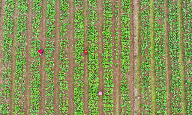 蔬菜  管护  农事