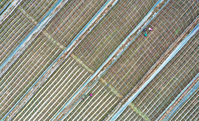 草莓  种植  增收  水果