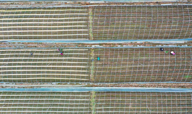 草莓  种植  增收  水果