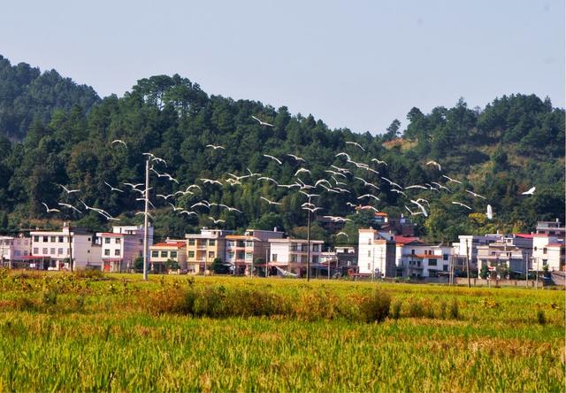 白鹭 觅食 起舞