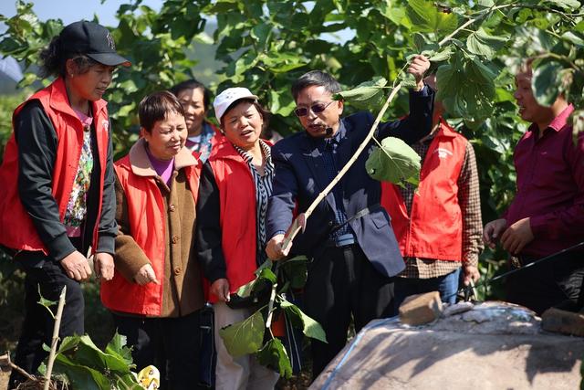 农技推广、农民培训、教学、农业、乡村