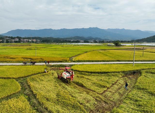 农业
晚稻
收获
金秋